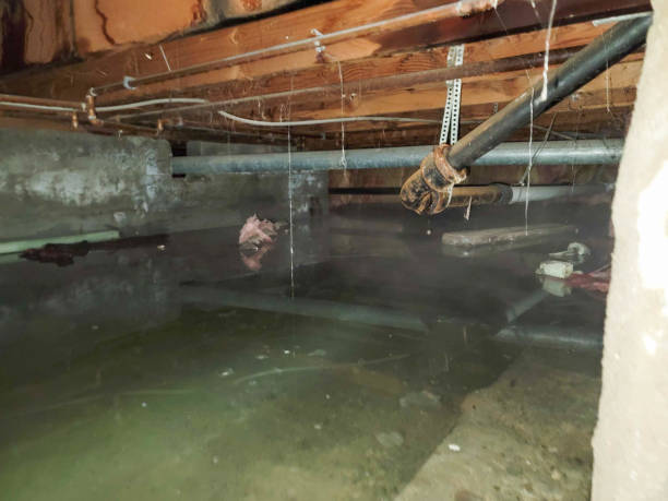 Best Water damage contractors near me  in Los Chaves, NM
